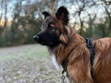Umi, Border Collie croisé Berger des Pyrénées disponible pour saillie
