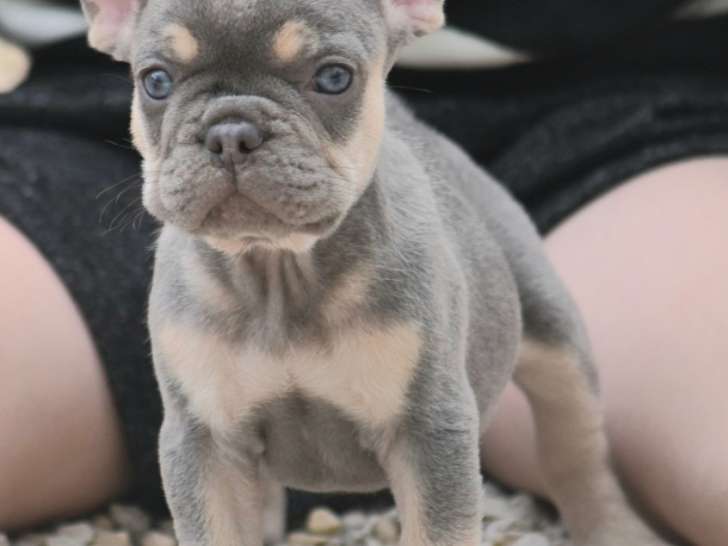Magnifiques Bouledogue Français exotiques à vendre