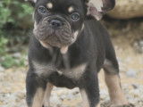 Magnifiques Bouledogue Français exotiques à vendre
