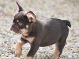 Magnifiques Bouledogue Français exotiques à vendre