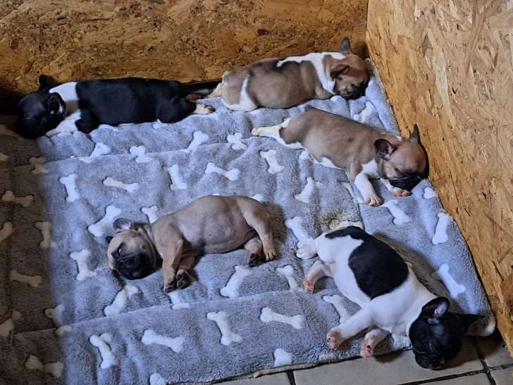 Jolis chiots Bouledogue Français à vendre