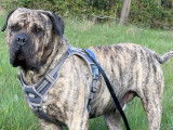 Chien adulte de race Dogo Canario Mâle à donner