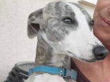 Tulsi, mâle Whippet LOF bleu bringé disponible pour saillie