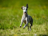 Tulsi, mâle Whippet LOF bleu bringé fauve disponible pour saillie