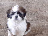 Chiots Shih Tzu  1 femelle &agrave; vendre