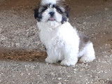 Chiots Shih Tzu  1 femelle &agrave; vendre