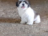 Chiots Shih Tzu  1 femelle &agrave; vendre