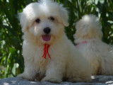 Chiots Coton de Tuléar