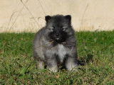 Chiots Spitz Loup à vendre