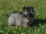 Chiots Spitz Loup à vendre