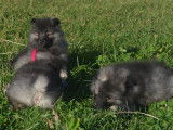 Chiots Spitz Loup à vendre
