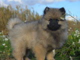 Chiots Spitz Loup à vendre