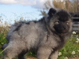 Chiots Spitz Loup à vendre
