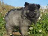 Chiots Spitz Loup à vendre