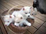 Chiot de race Husky Sibérien à vendre
