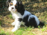 Chiot de race Cavalier King Charles Spaniel &agrave; vendre