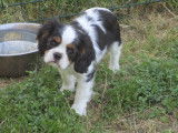 Chiot de race Cavalier King Charles Spaniel &agrave; vendre
