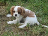Chiot de race Cavalier King Charles Spaniel &agrave; vendre