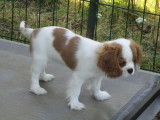 Chiot de race Cavalier King Charles Spaniel &agrave; vendre