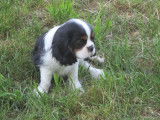 Chiot de race Cavalier King Charles Spaniel &agrave; vendre