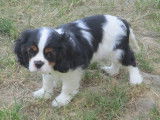 Chiot de race Cavalier King Charles Spaniel &agrave; vendre