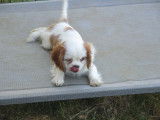 Chiot de race Cavalier King Charles Spaniel &agrave; vendre