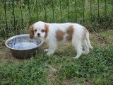 Chiot de race Cavalier King Charles Spaniel &agrave; vendre