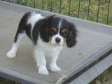 Chiot de race Cavalier King Charles Spaniel &agrave; vendre