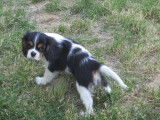 Chiot de race Cavalier King Charles Spaniel &agrave; vendre