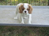 Chiot de race Cavalier King Charles Spaniel &agrave; vendre