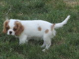 Chiot de race Cavalier King Charles Spaniel &agrave; vendre