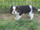 Chiot de race Cavalier King Charles Spaniel &agrave; vendre