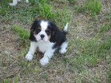 Chiot de race Cavalier King Charles Spaniel &agrave; vendre