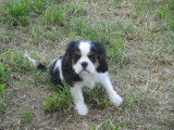 Chiot de race Cavalier King Charles Spaniel &agrave; vendre