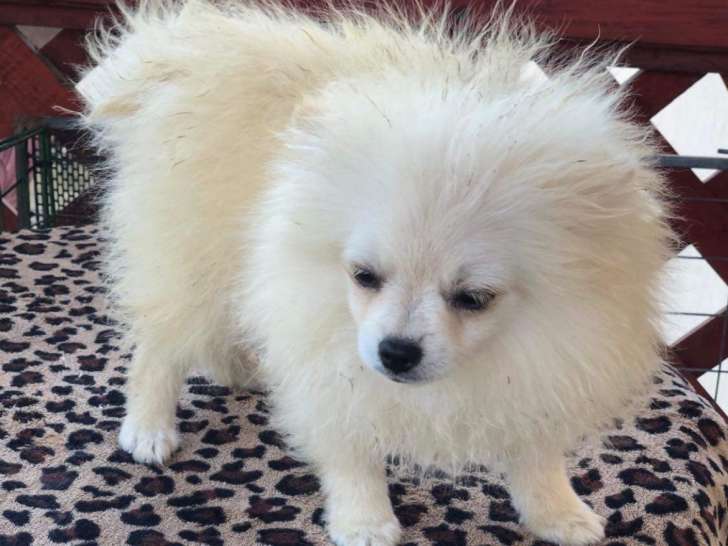 Chiot Spitz Allemand blanc à vendre