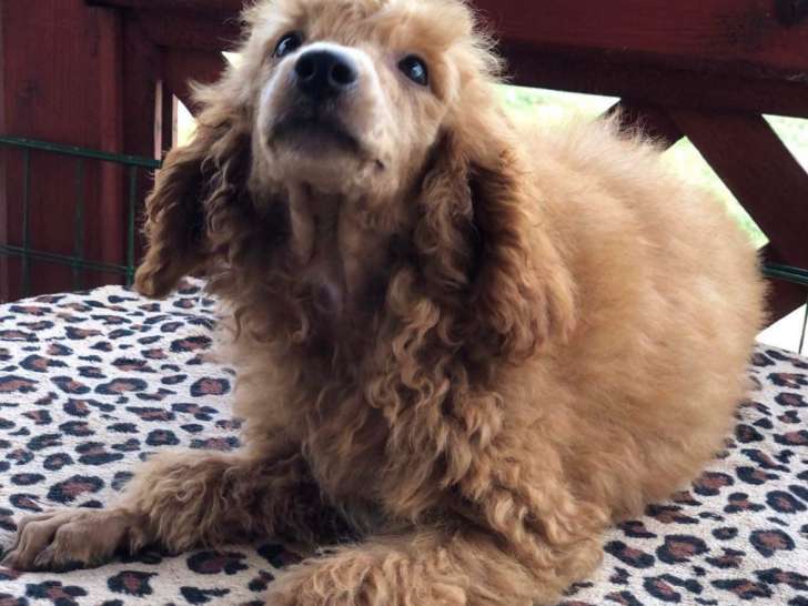 Christo, chiot Caniche à vendre
