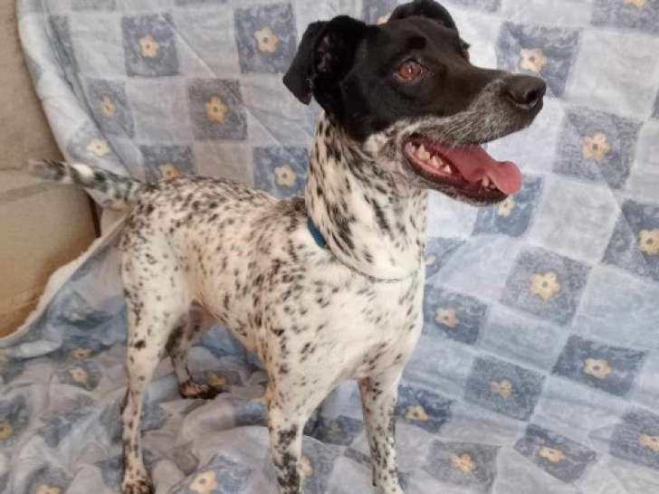 Chienne noire et blanche disponible à l'adoption