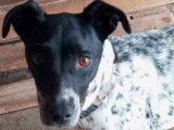 Chienne noire et blanche disponible à l'adoption