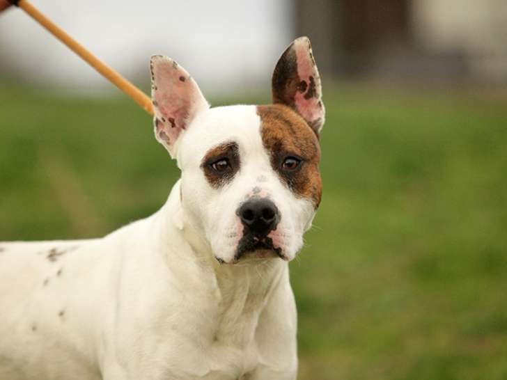 En attente d’adoption, chiot mâle de 9 mois