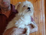 Chien adulte de type Bichon Maltais Mâle à donner