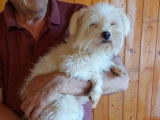 Chien adulte de type Bichon Maltais Mâle à donner