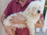 Chien adulte de type Bichon Maltais Mâle à donner