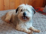 Chien blanc à adopter