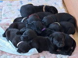 Chiots Labrador LOF à vendre