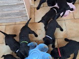Chiots Labrador LOF à vendre