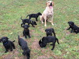 Chiots Labrador LOF à vendre