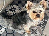 Mâle Yorkshire Terrier disponible pour saillie