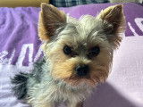 Mâle Yorkshire Terrier disponible pour saillie
