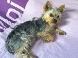 Mâle Yorkshire Terrier disponible pour saillie