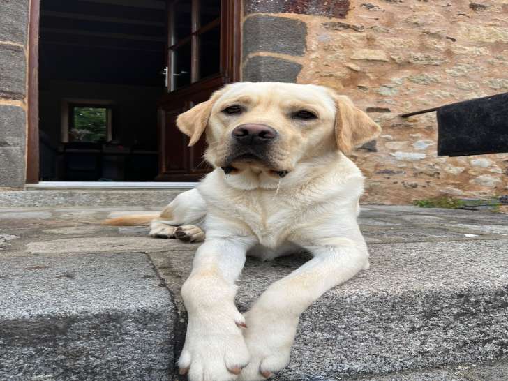 Mâle Labrador Retriever disponible pour saillie